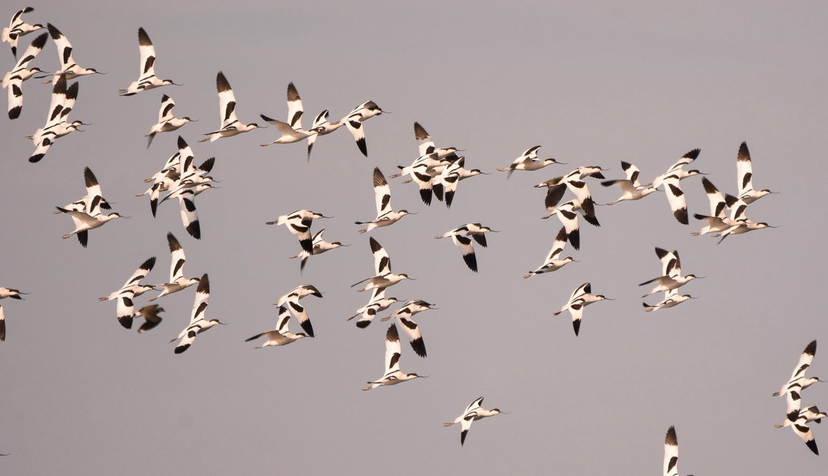 WWT Martin Mere (@wwtmartinmere) on Twitter photo More and more avocets are arriving ready for the breeding season. We can't wait to see their fluffy chicks in June & July!
Thanks to Amy Ashley-Mather for this photo! More and more avocets are arriving ready for the breeding season. We can't wait to see their fluffy chicks in June & July!
Thanks to Amy Ashley-Mather for this photo!