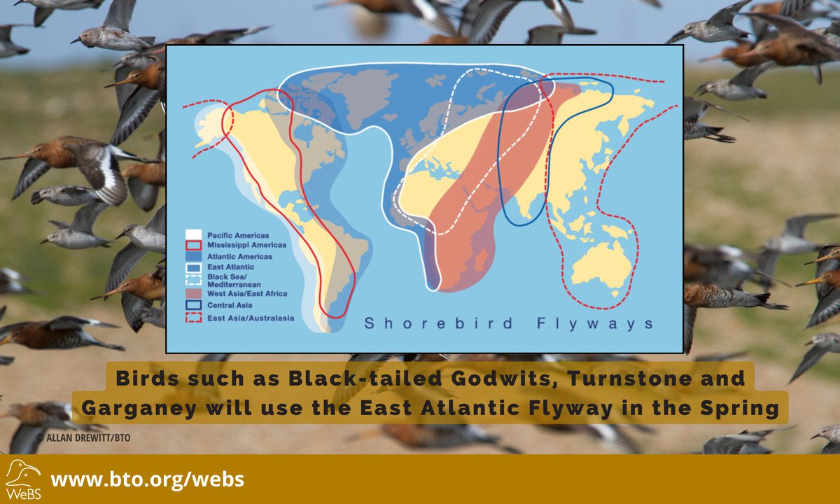 Sunday is the last Core Count of the WeBS winter period (Sept-March). 

But did you know that counts are carried all year as it provides important info. about migrating birds using the East Atlantic Flyway to fly back north, as well as those that call the UK home all year round?
