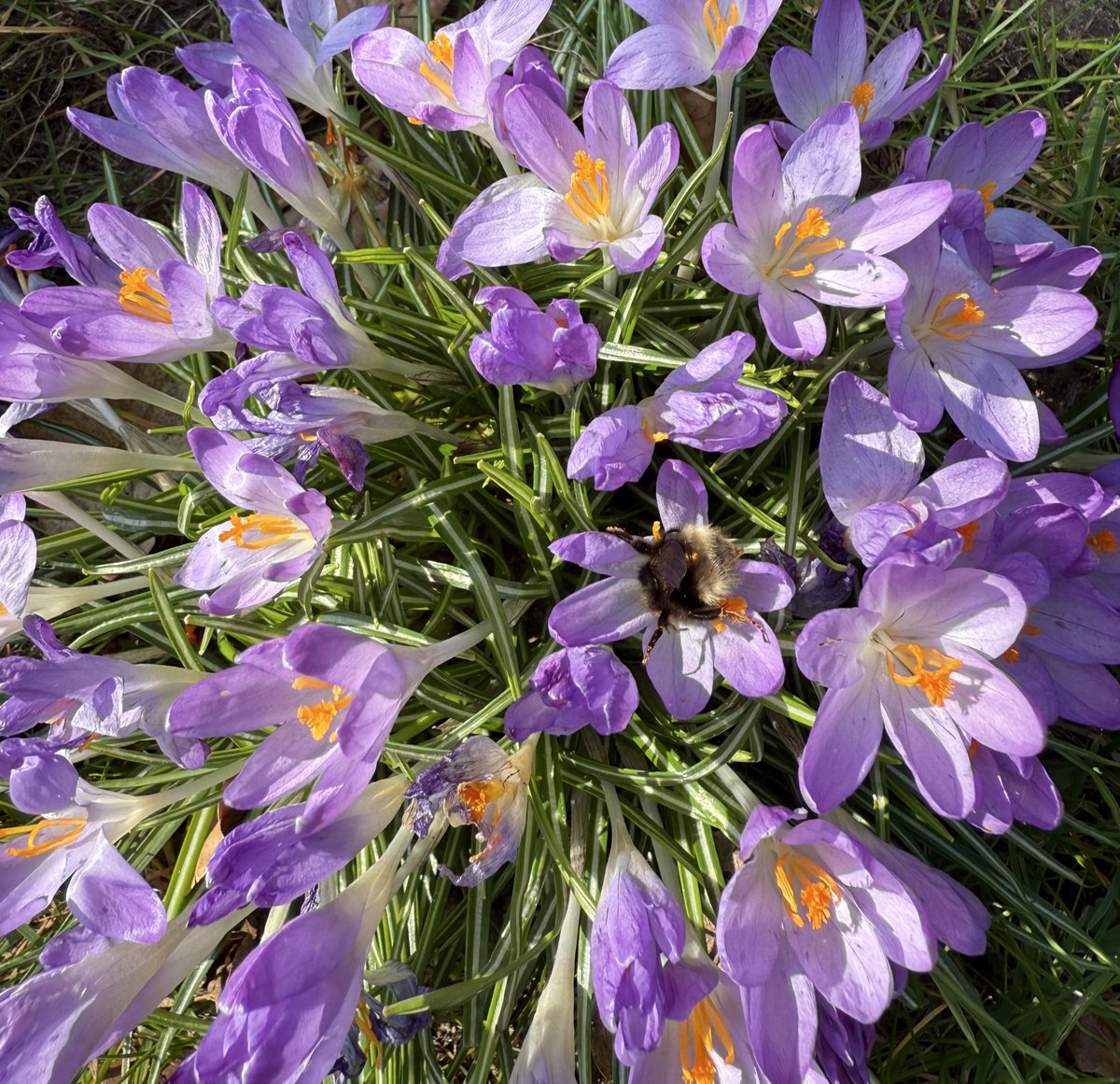 Vandaag bij <a href="/rtvoost/">RTV Oost</a> in mijn wekelijks rubriek over natuur iets verteld over de ‘vierkleurige koekoekshommel’. Deze soort legt eitjes in nesten van Veenhommels of Weidehommels nadat eerst diens koningin door de koekoekshommelkoningin is gedood.