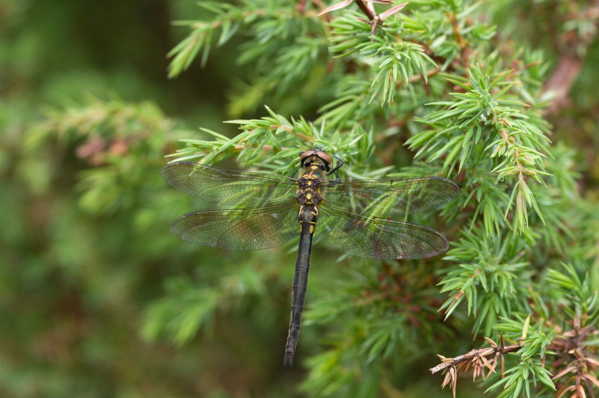 Dragonflies on the bog 💦
Join us for our Spring Meeting (22nd March) where Scott Shanks, BDS Scotland Project Officer, will be talking about our exciting new project targeting Scotland's rare bog dragonflies 🐉
loom.ly/f0Rfi9A

📸 Northern Emerald - Will George