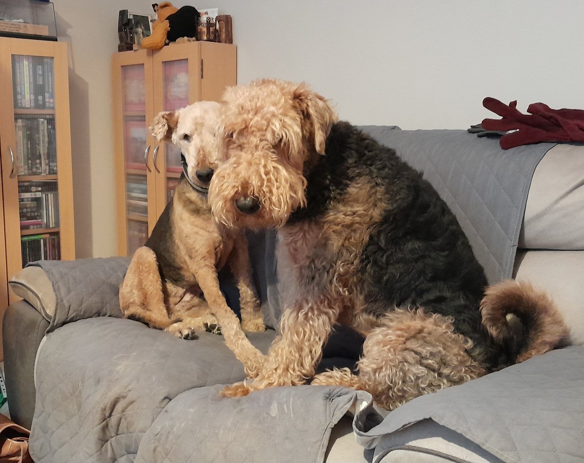 Well, that was a first last night! Da invited me to get up on the sofa as normal, but Tiki jumped up too! Roodness!