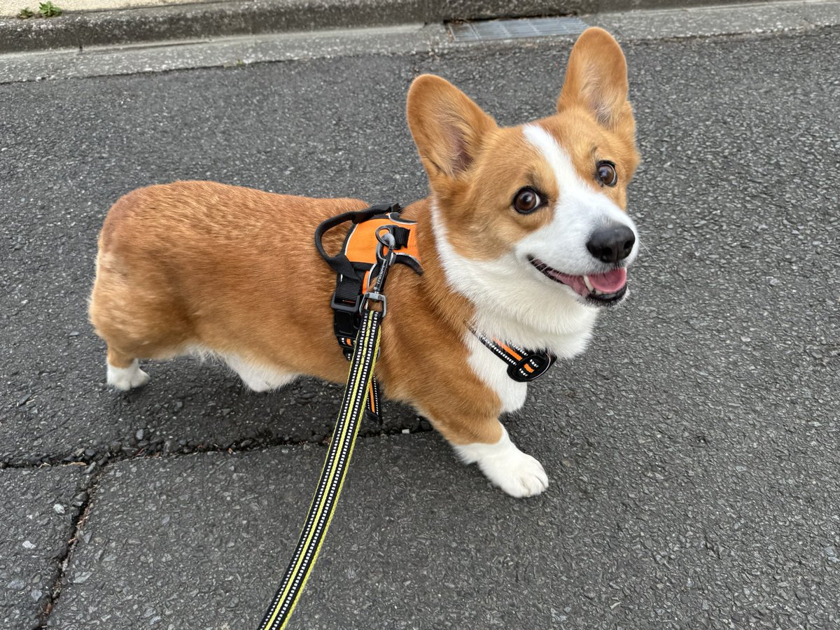 夕方のお散歩🙂今日はお散歩嬉しそうでした😄