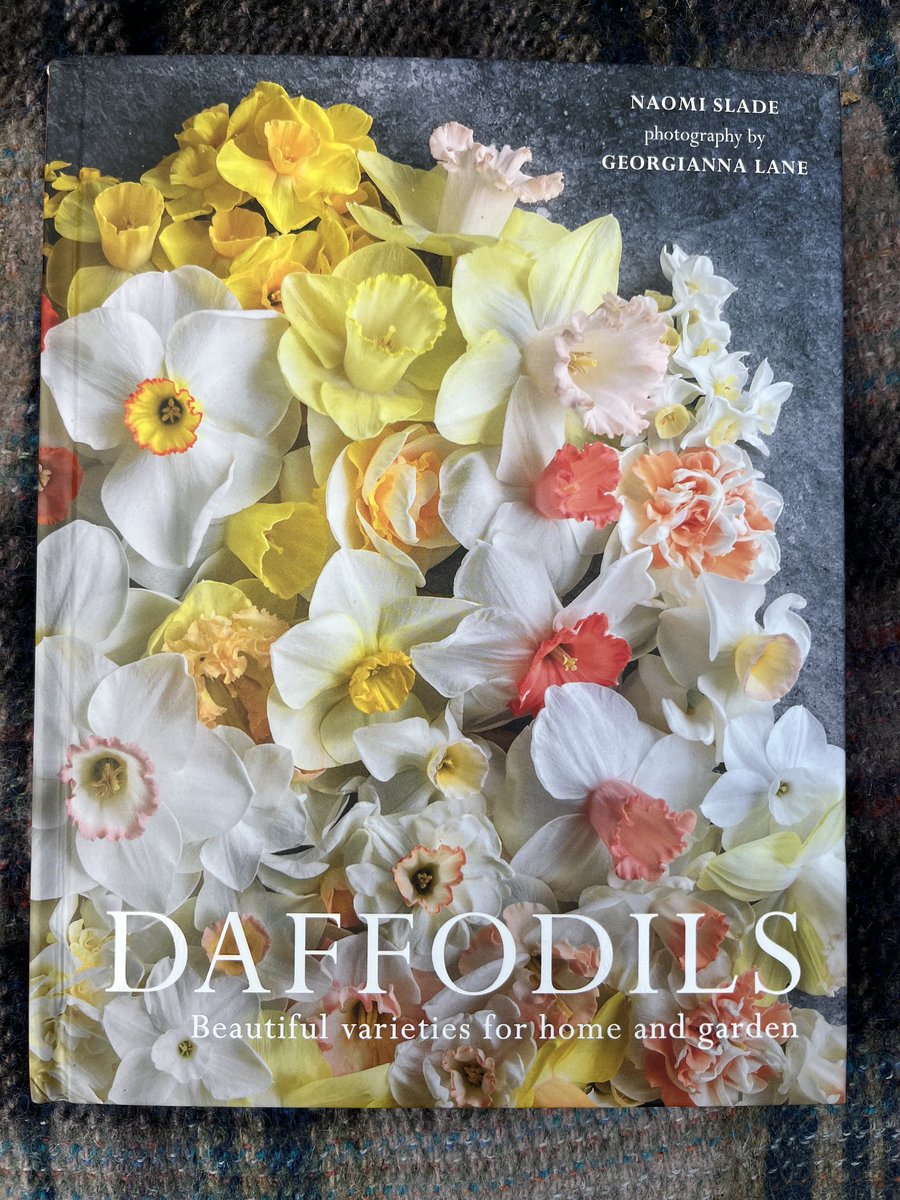 The most beautiful book of the year. Daffodils by Naomi Slade is published today. There’s a review and giveaway on the blog bramblegarden.com/2025/03/12/daf… ⁦<a href="/NaomiSlade/">Naomi Slade</a>⁩ ⁦<a href="/georgiannalane/">Georgianna Lane</a>⁩ ⁦<a href="/PavilionBooks/">Pavilion Books</a>⁩ ⁦<a href="/HarperCollinsUK/">HarperCollinsUK</a>⁩ #newbook #daffodils #flowers #gardening