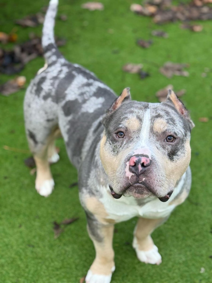 Animal Adoptions UK πβπ¦Ίππβ€οΈ (@adoptionsuk) on Twitter photo Please retweet to help Vinnie find a home #YORKSHIRE #UK
Available for adoption, registered British Charityβ
Details or apply for Vinnie belowπ
helpingyorkshirepoundies.co.uk/male/vinnie-3/
Vinnie is the most gorgeous, chunky βPocket Bullyβ boy who is approx 4 yrs old. He is looking for a special Please retweet to help Vinnie find a home #YORKSHIRE #UK
Available for adoption, registered British Charityβ
Details or apply for Vinnie belowπ
helpingyorkshirepoundies.co.uk/male/vinnie-3/
Vinnie is the most gorgeous, chunky βPocket Bullyβ boy who is approx 4 yrs old. He is looking for a special