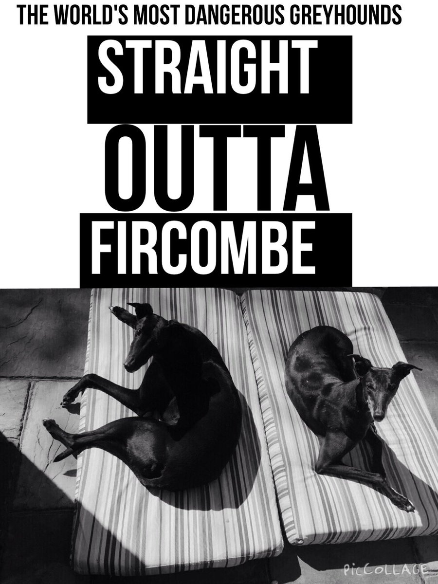 Norah Bones 🍖🦴🍗🦴 tweet media