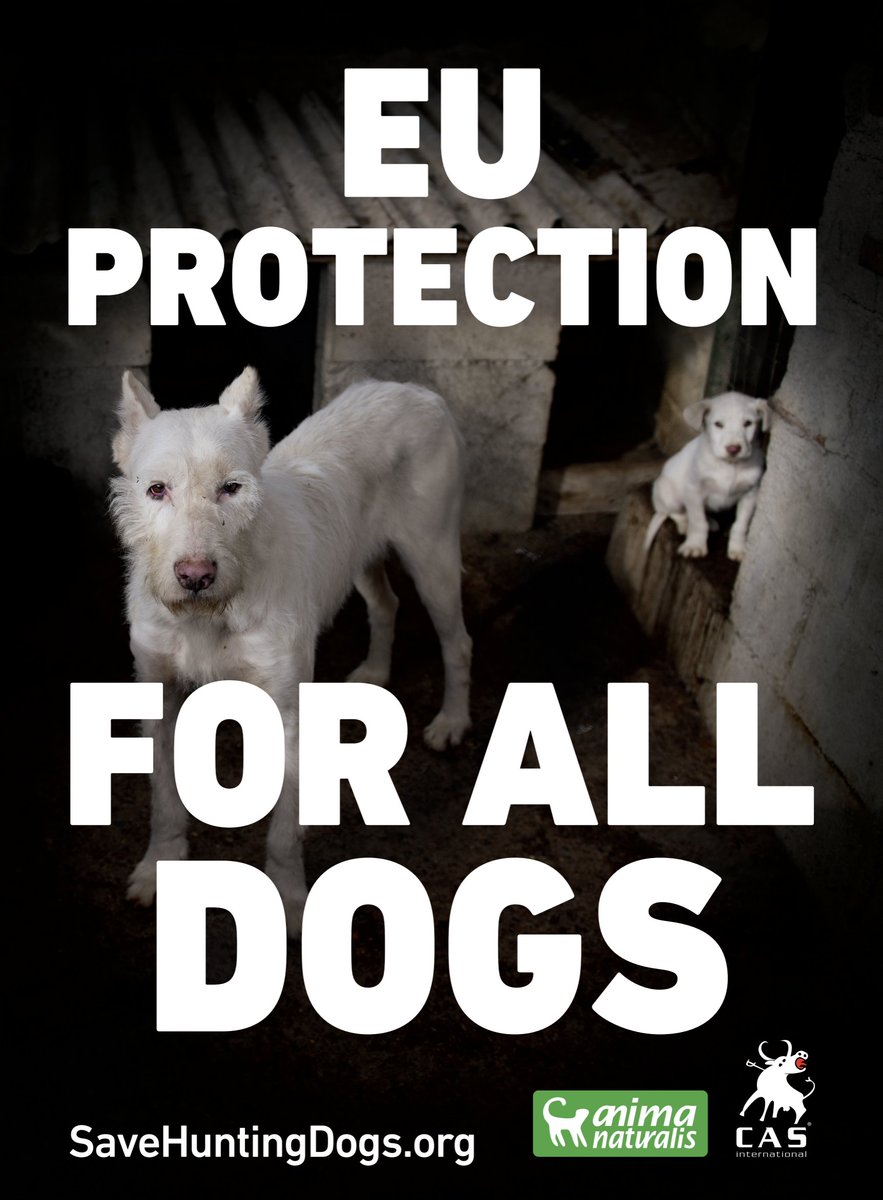 CAS International (@cas_int) on Twitter photo Thank you <a href="/petras_petras/">Petras Austrevicius</a> for raising the issue of hunting dogs in todays meeting of the <a href="/AWintergroup/">Intergroup on Welfare and Conservation of Animals</a>. We are very thankful for the answer and position of Commissioner <a href="/OliverVarhelyi/">Oliver Varhelyi</a> and have confidence that he will protect hunting dogs as well <a href="/Act4AnimalsEU/">Eurogroup For Animals</a> <a href="/AnimaNaturalis/">AnimaNaturalis</a> Thank you <a href="/petras_petras/">Petras Austrevicius</a> for raising the issue of hunting dogs in todays meeting of the <a href="/AWintergroup/">Intergroup on Welfare and Conservation of Animals</a>. We are very thankful for the answer and position of Commissioner <a href="/OliverVarhelyi/">Oliver Varhelyi</a> and have confidence that he will protect hunting dogs as well <a href="/Act4AnimalsEU/">Eurogroup For Animals</a> <a href="/AnimaNaturalis/">AnimaNaturalis</a>