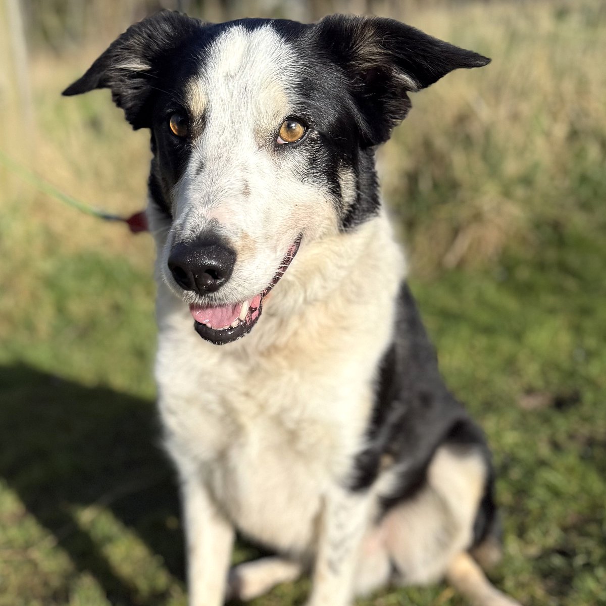 Border Collie Trust (@bctgb) on Twitter photo 🎤 Cue spotlight Ladies and gentlemen, give it up for our next act… the one, the only… Bertie! 🐾✨
“I’ve got to admit, city life isn’t exactly my jam. All those cars, people, and weird noises… Not me! I’m more of a countryside comedian"
bordercollietrustgb.org.uk/rehoming/how-d… 🎤 Cue spotlight Ladies and gentlemen, give it up for our next act… the one, the only… Bertie! 🐾✨
“I’ve got to admit, city life isn’t exactly my jam. All those cars, people, and weird noises… Not me! I’m more of a countryside comedian"
bordercollietrustgb.org.uk/rehoming/how-d…