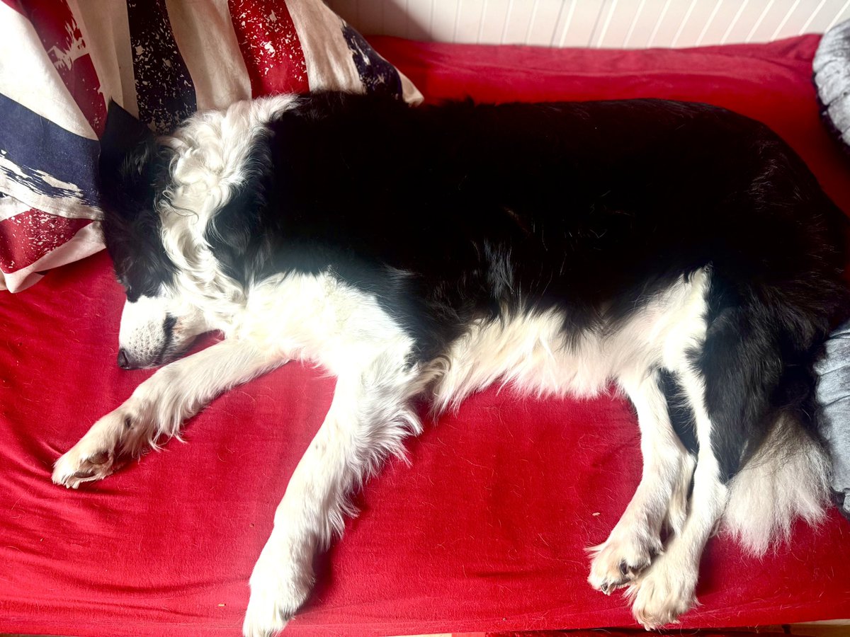 Penelope  (@cbhtt) on Twitter photo Doch, doch,  ich höre zu 😴…
#penny #bordercollie #bürohund Doch, doch,  ich höre zu 😴…
#penny #bordercollie #bürohund