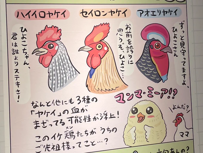 ニワトリは明らかに #鳥展 の最重要バードの一羽だったので、名古屋展でさらに光が当たるなら、じつに……けっこーなことである 