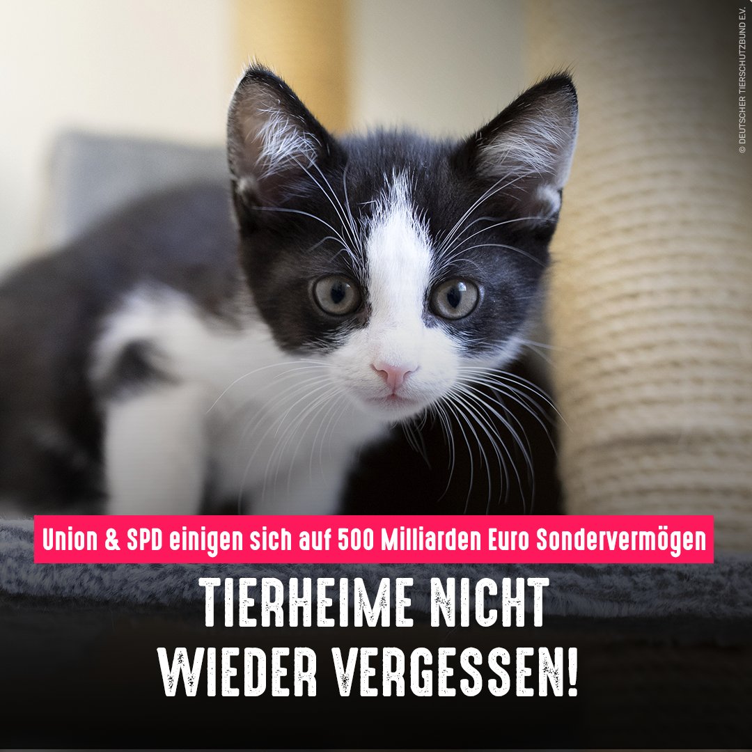 500 Milliarden Euro wollen <a href="/cducsubt/">CDU·CSU</a> &amp; <a href="/spdbt/">SPD-Fraktion im Bundestag</a> über ein Sondervermögen für die Infrastruktur bereitstellen. Bitte auch die Tierheime hier unbedingt berücksichtigen! Sie arbeiten oft am absoluten Limit, um Tieren in Not zu helfen - werden aber von der Politik seit Jahren vergessen.
