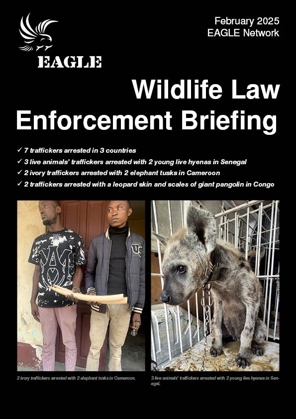 The EAGLE February briefing  is out: 

7 traffickers arrested in 3 countries 
3 traffickers arrested with 2 live young hyenas in Senegal
2 ivory traffickers arrested with two tusks in Cameroon
2 traffickers arrested with a leopard skin and scales of giant pangolin in Congo