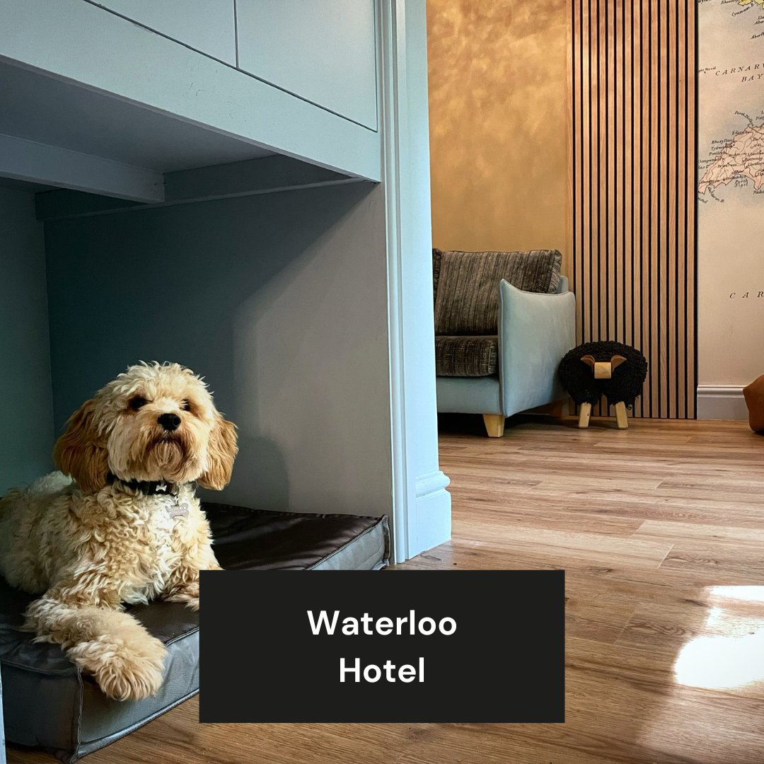 National Tourism Awards for Wales (@walestawards) on Twitter photo 🌟 Announcing the finalists for the Best Dog Friendly Business category at the National Tourism Awards for Wales! 🌟
Waterloo Hotel
Plas Llangoedmor
<a href="/ClyneFarmCentre/">Clyne Farm Centre</a>
<a href="/ParkwayHotelSpa/">Parkway Hotel & Spa</a>
<a href="/VisitWalesBiz/">Visit Wales Biz</a> <a href="/NWTBiz/">North Wales Tourism</a>
#TourismAwardsforWales #WalesTourismAwards #Awards 🌟 Announcing the finalists for the Best Dog Friendly Business category at the National Tourism Awards for Wales! 🌟
Waterloo Hotel
Plas Llangoedmor
<a href="/ClyneFarmCentre/">Clyne Farm Centre</a>
<a href="/ParkwayHotelSpa/">Parkway Hotel & Spa</a>
<a href="/VisitWalesBiz/">Visit Wales Biz</a> <a href="/NWTBiz/">North Wales Tourism</a>
#TourismAwardsforWales #WalesTourismAwards #Awards