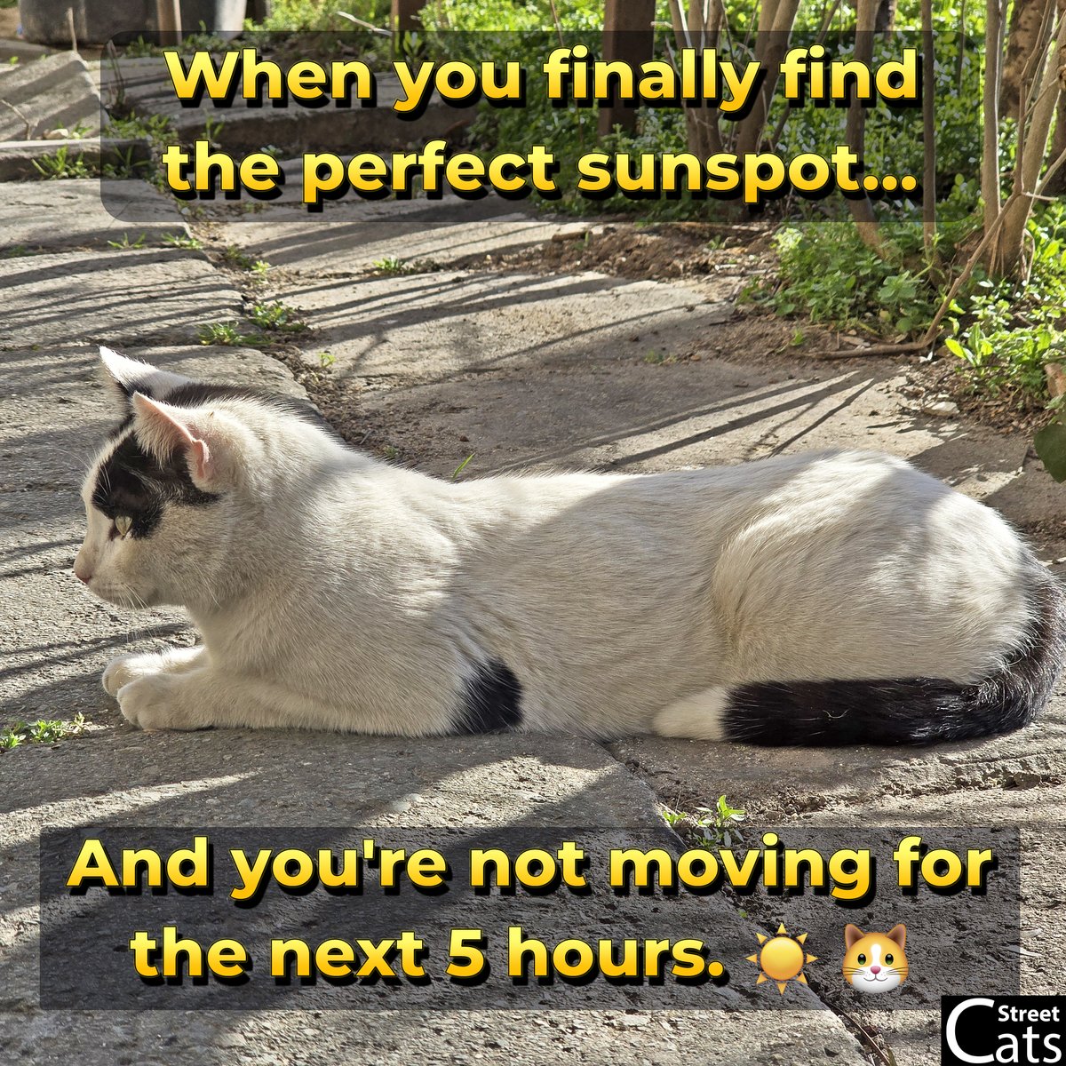 🌞Sunspot found. Movement canceled.🐱

Would you do the same? 😆Drop a ☀️if you love sunbathing cats!

🎥 Watch funny cat videos &amp; SUBSCRIBE for more ➡️ youtube.com/@DiscoverStree…

#funnycats #catmeme #sunbathingcat #lazycat #catsoftwitter #catlover #funnyanimals #caturday #petlife