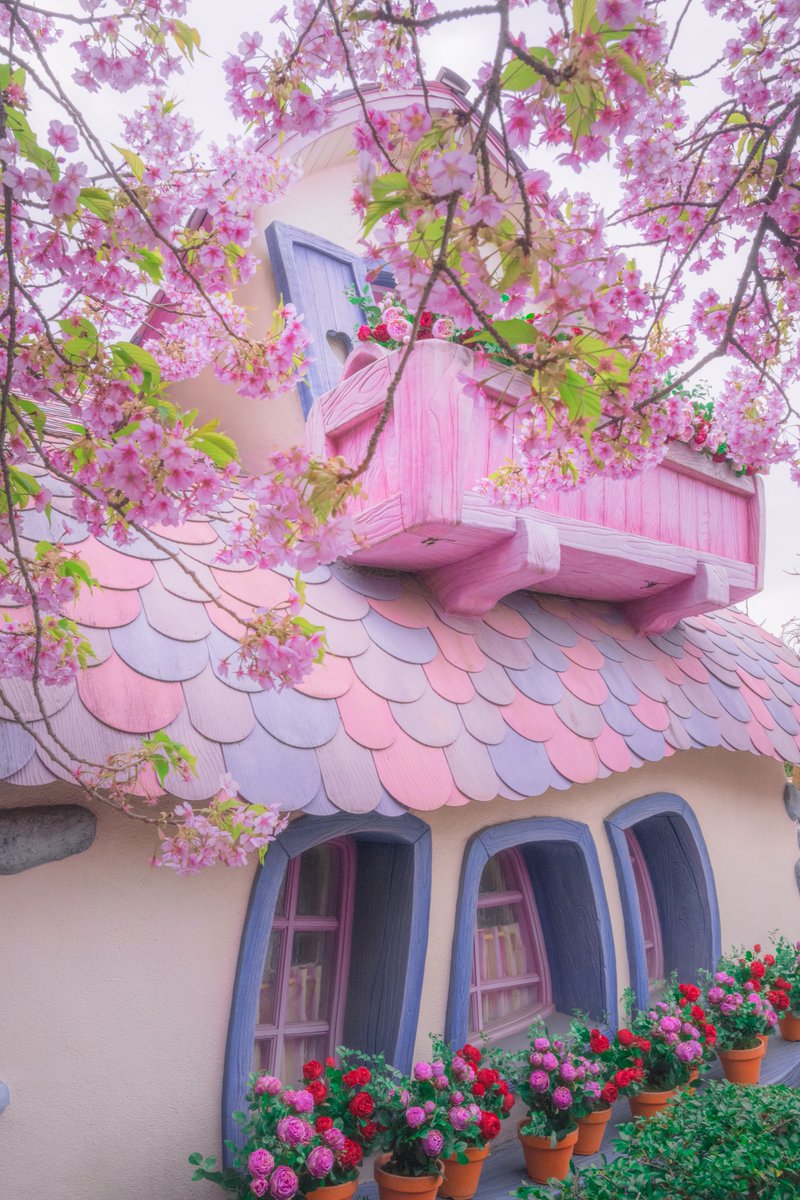 ミニーの家にも春がきた🌸