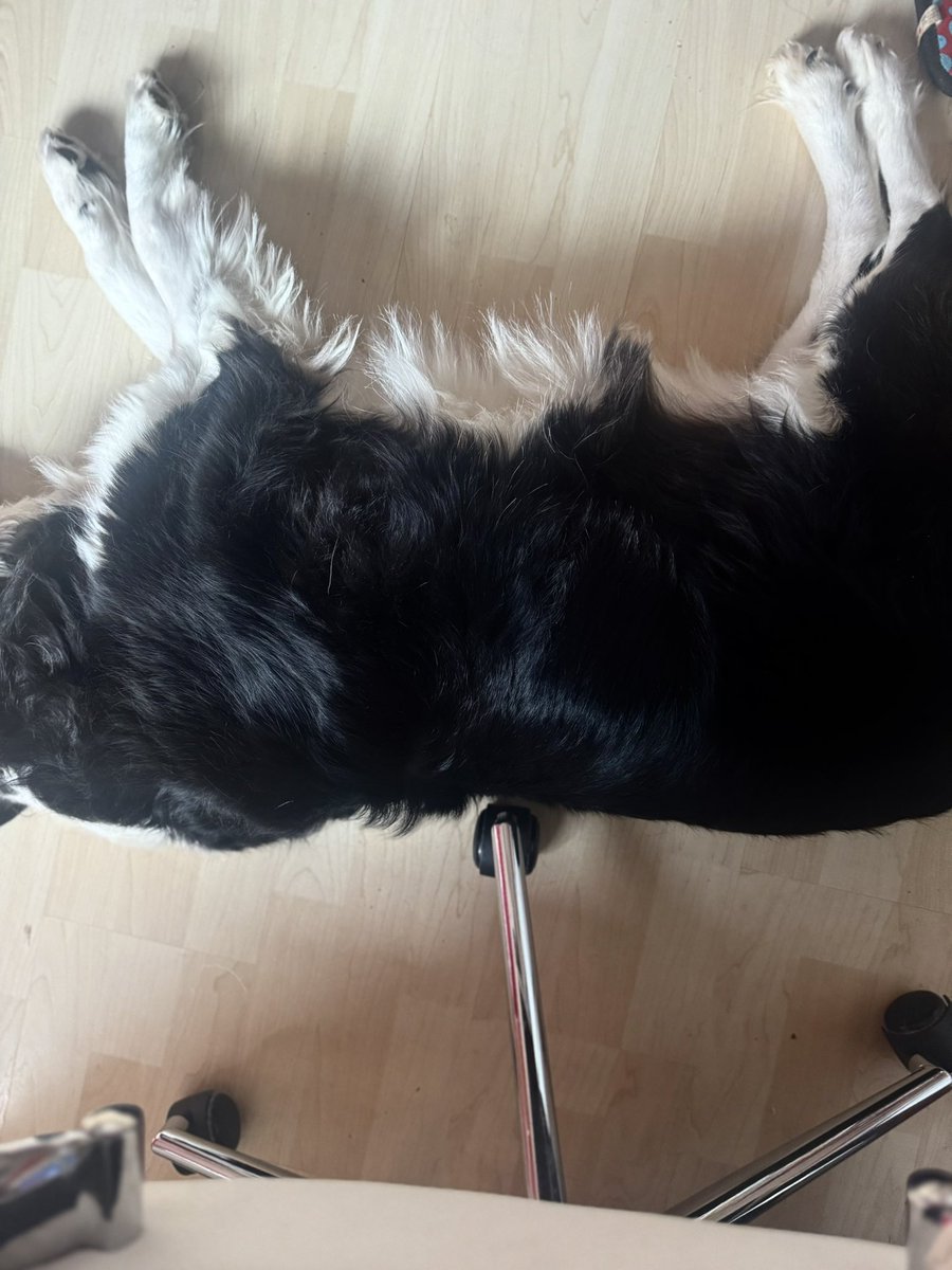 Penelope  (@cbhtt) on Twitter photo <a href="/Emmi_v_d_Ostsee/">Emmi 🐕🦺</a> Feel you <a href="/Emmi_v_d_Ostsee/">Emmi 🐕🦺</a> Feel you