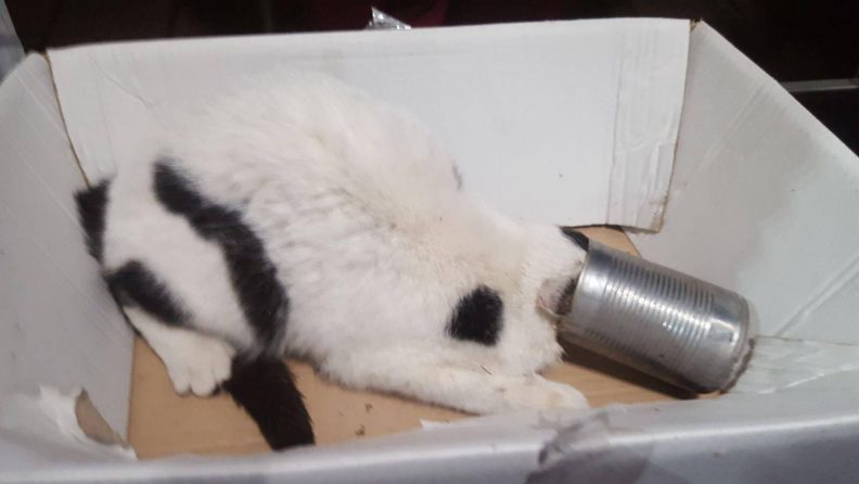 Zwerfafval kan veel dierenleed veroorzaken. Ruim je rommel op!