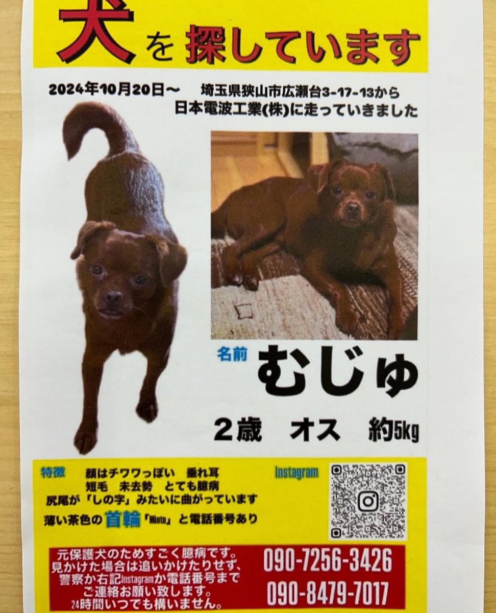 早く見つかりますよーに😭

#迷子犬
#保護犬
#迷い犬
#迷子
#行方不明
#入間
#埼玉県
#元保護犬