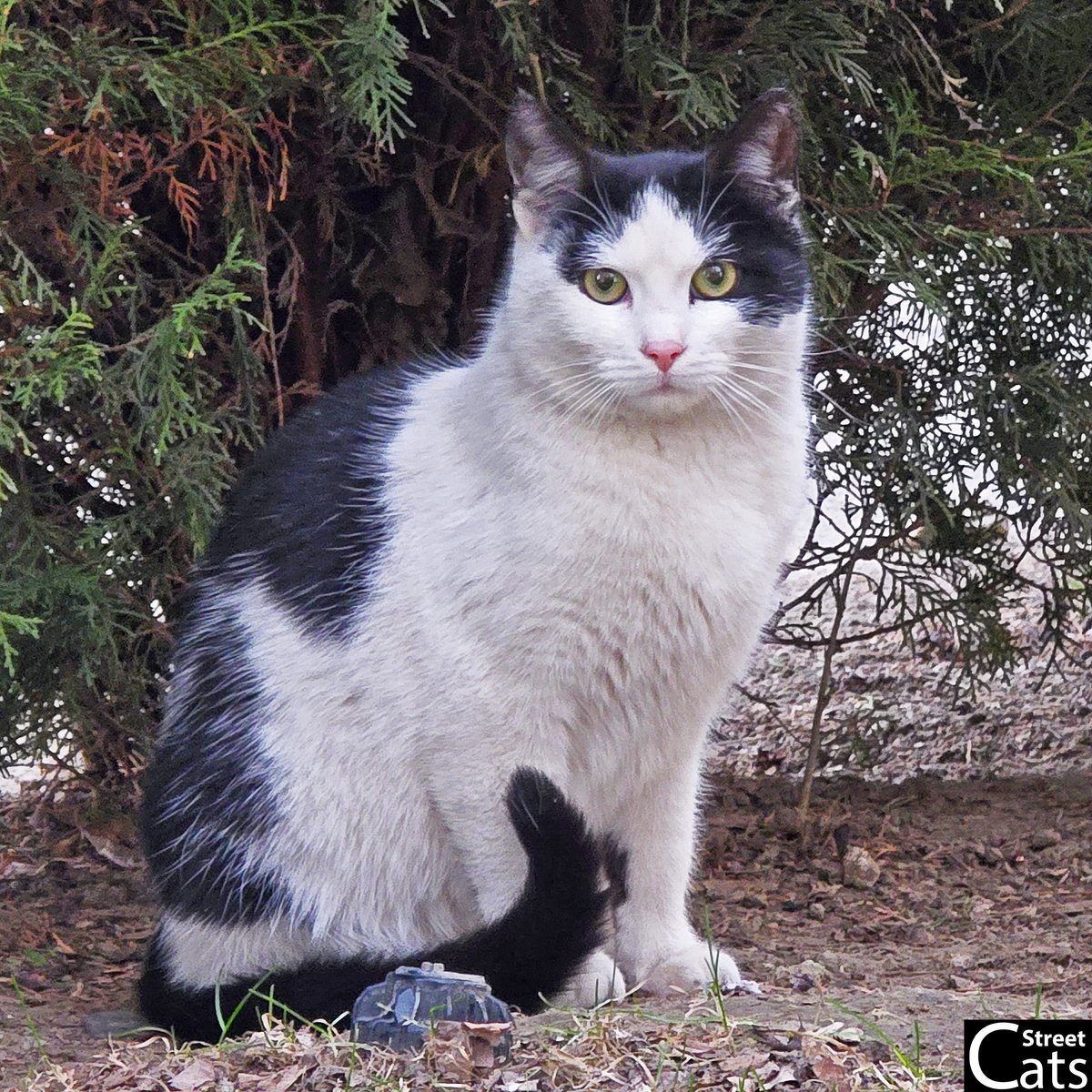 🖤 This cat OWNS the streets. No debate. 👀😼
Would you pet this feline boss or keep your distance? 😂
❤️ Like if you’d risk it!
#funnycats #streetcats #blackandwhitecat #cat #cats #CatsOnX #whitecat

youtube.com/@DiscoverStree…