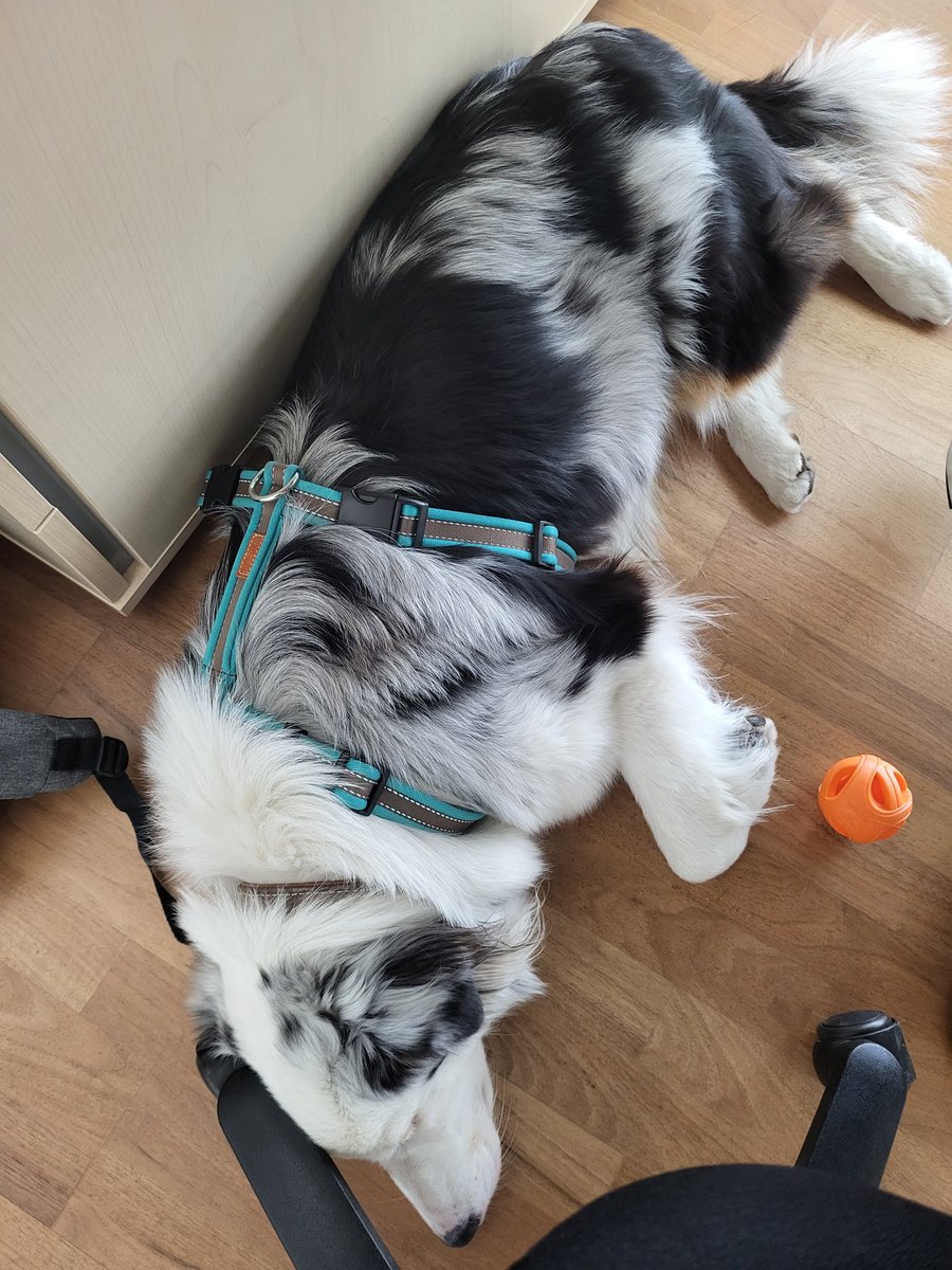 VidaGlitzerflausch  (@glitzerflauschv) on Twitter photo <a href="/Emmi_v_d_Ostsee/">Emmi 🐕🦺</a> Ich treib damit mein Fraule regelmäßig in den Wahnsinn 🤭 <a href="/Emmi_v_d_Ostsee/">Emmi 🐕🦺</a> Ich treib damit mein Fraule regelmäßig in den Wahnsinn 🤭