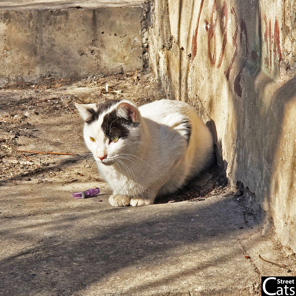☀️ Sunspot found. Plans canceled. 😎🐱

Who else wishes they were this relaxed right now?
🐾 Drop a ☀️ if you love lazy cats!
#funnycats #lazycat #caturday #streetcats #CatsOnX #catnap #Cat #cats #BlackWhite 
youtube.com/@DiscoverStree…