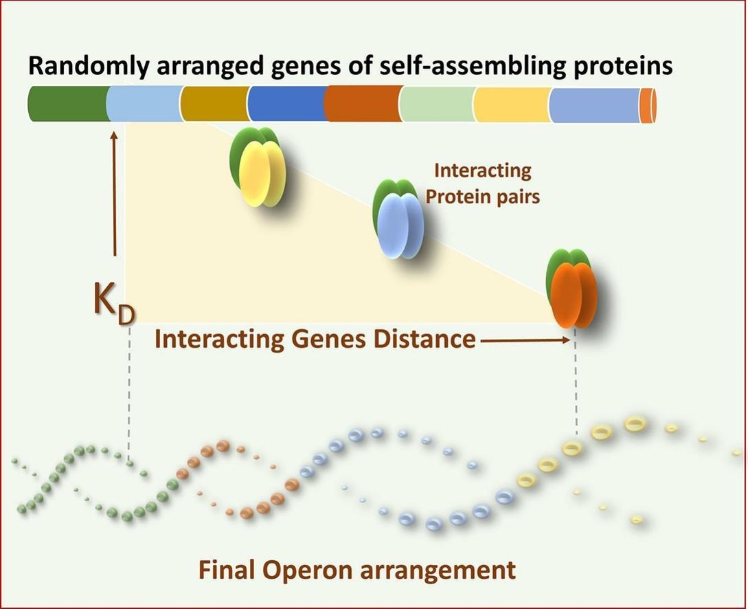 Sharmistha Sinha (@sinhalabinst) on Twitter photo Genes That Stick Together, Work Together!
A molecular life lesson: teamwork and proximity shape success! In nature, who you’re next to matters! Check our latest publication to learn more! doi.org/10.1016/j.bbag… <a href="/INSTMohali/">INST Mohali</a> <a href="/Silkybedi2/">Silky bedi</a> <a href="/smrose_24/">S M Rose</a> Genes That Stick Together, Work Together!
A molecular life lesson: teamwork and proximity shape success! In nature, who you’re next to matters! Check our latest publication to learn more! doi.org/10.1016/j.bbag… <a href="/INSTMohali/">INST Mohali</a> <a href="/Silkybedi2/">Silky bedi</a> <a href="/smrose_24/">S M Rose</a>