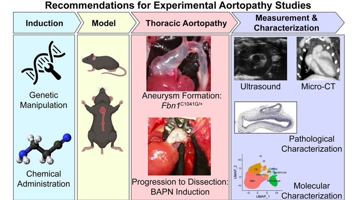 Recommendations for Design, Execution, and Reporting of Studies on Experimental Thoracic Aortopathy in Preclinical Models | Arteriosclerosis, Thrombosis, and Vascular Biology ahajournals.org/doi/10.1161/AT…