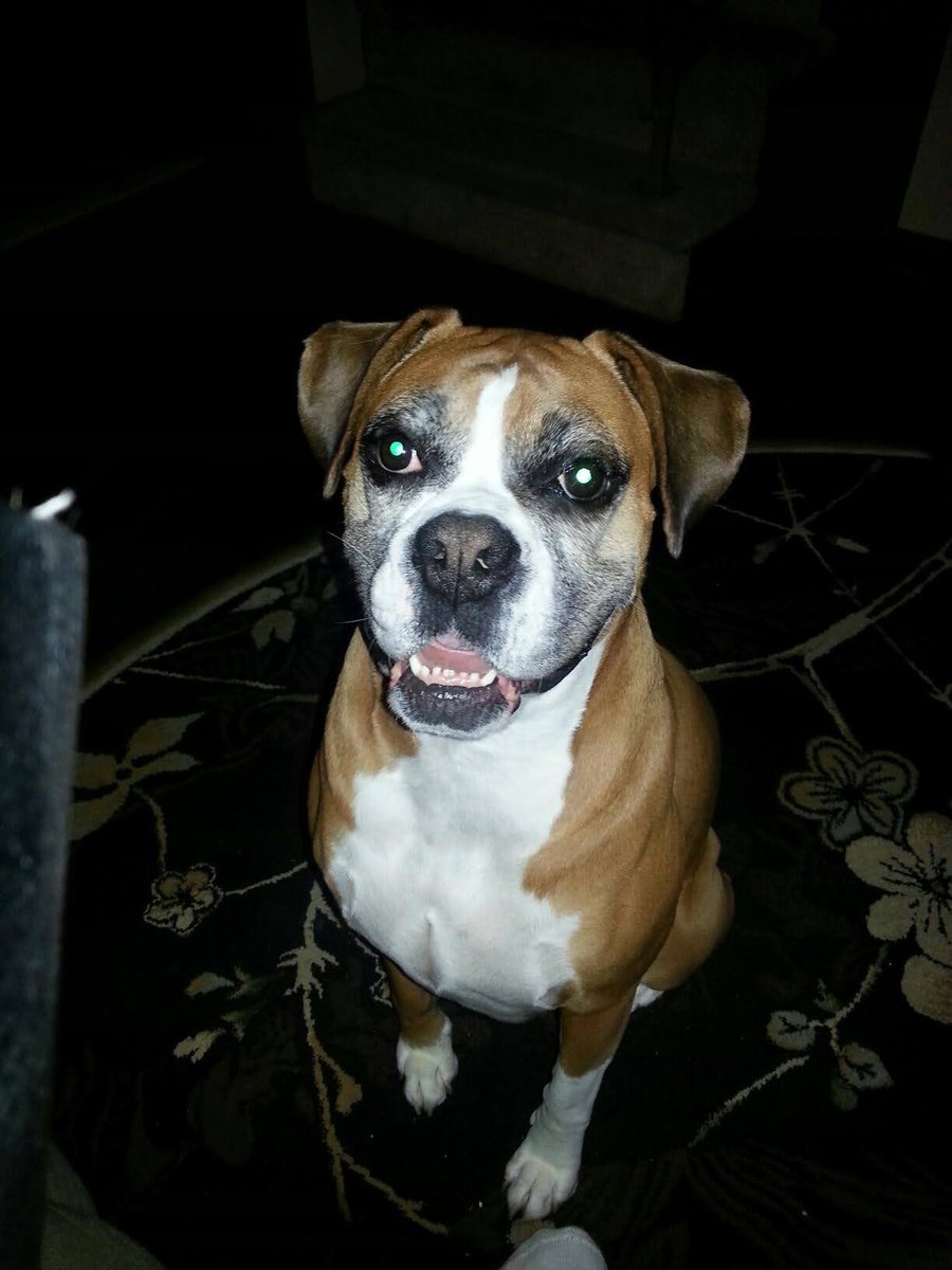 BellaBoosBros's tweet photo. Young Bella Boo for some #ThrowbackThursday
We sure do miss that smile #bromocrew #sismos #RIPBellaBoo https://t.co/z6lbF8tOaJ