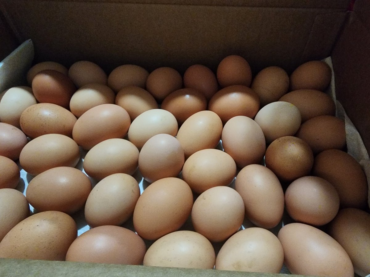 EskimoLiberty's tweet photo. When one of your customers is so happy with your work that they gift you a box of fresh eggs from their farm. 🥰😋 #wholesomeAF https://t.co/5nLet5fdAZ