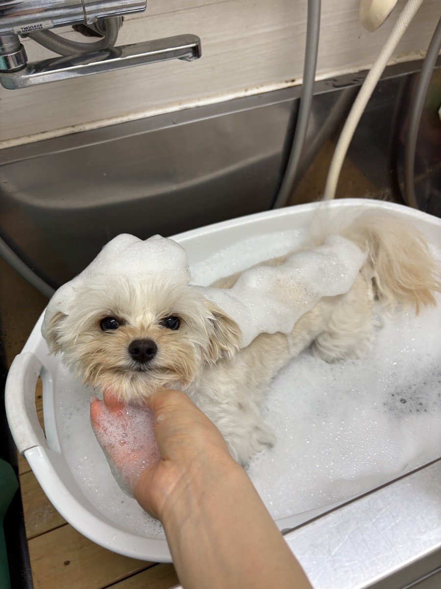 弾けるイッヌ!
キュアポポリアン! 