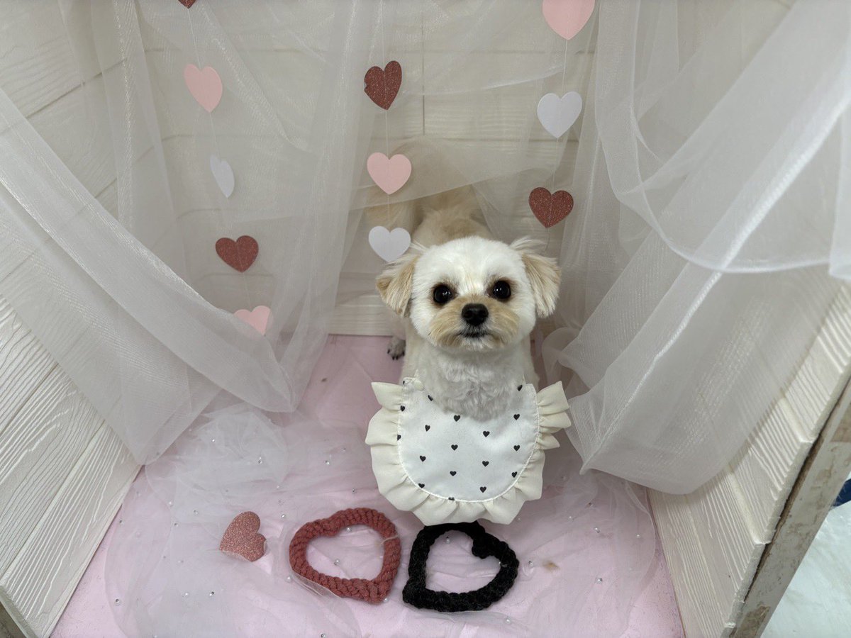 弾けるイッヌ!
キュアポポリアン! 