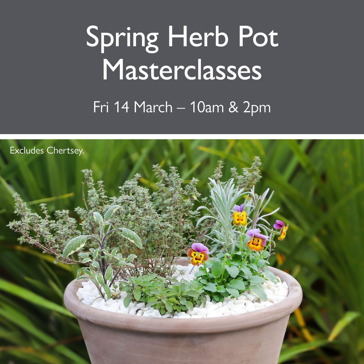 🌿Join us TOMORROW (Fri 14 March) for our Spring Pot Masterclass, just a few spaces remaining! Sessions 10am and 2pm. Come and join us and create a stunning pot to brighten your garden as well as bring seasonal flavours to your favourite dishes. To book: bit.ly/4hAKeq2