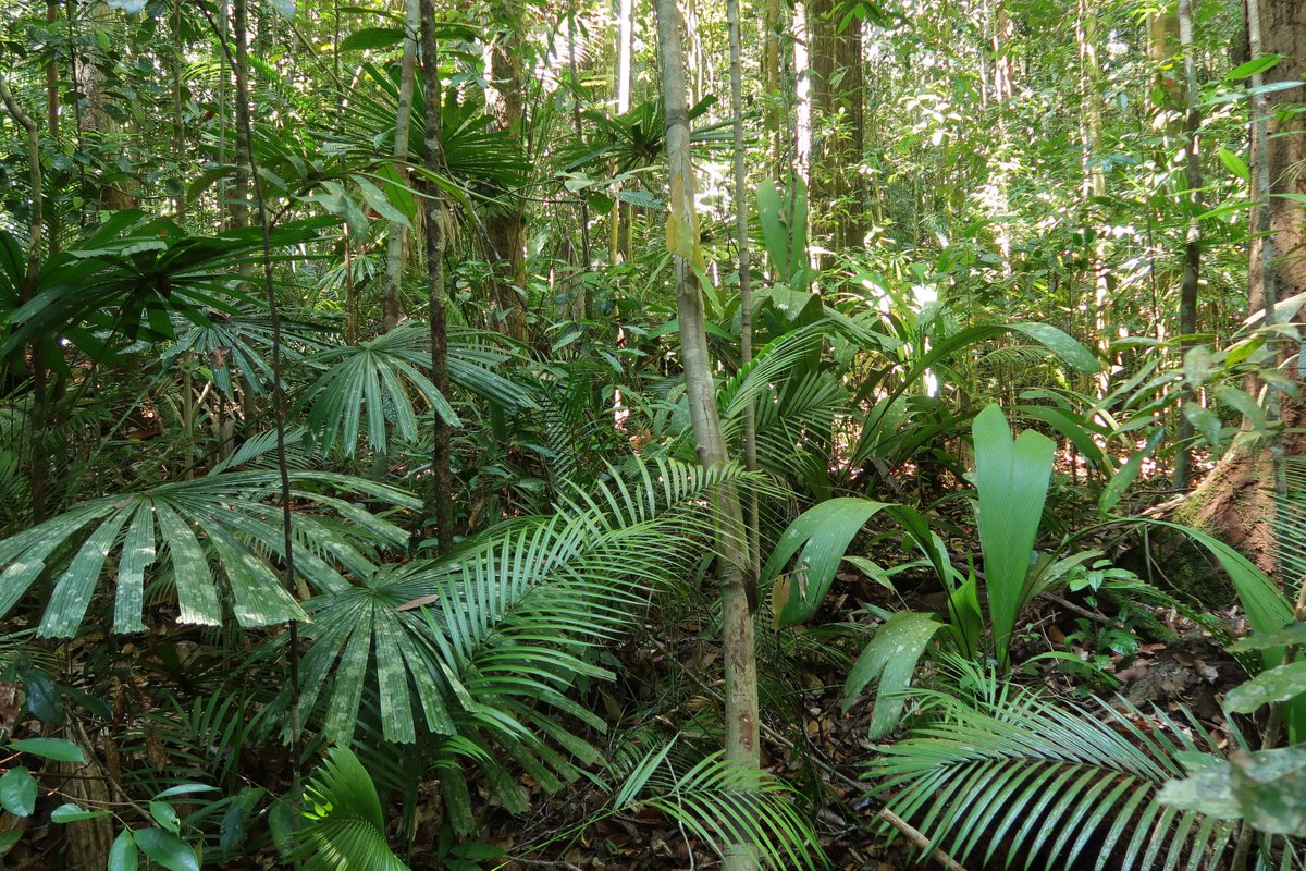 5️⃣ Why does this matter? 🤔 The unique island geography of the Asian tropics 🌏 helps drive its incredible biodiversity. Understanding these patterns is key to conservation and understanding the origins of life on Earth! 🧬🌱 #Ecology #Conservation