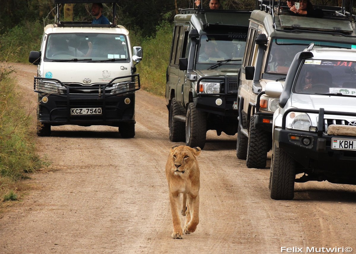A single lion has a high economic value which is why we must coexist with them in this rapidly developing city. 
#Nairobinationalpark
#Tunzamaliyako
#Urbanwildlife