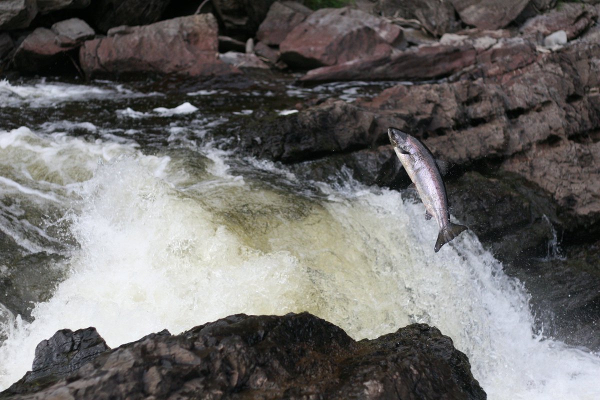 1/3 Today, Minister Lebouthillier announced Canada’s first ever conservation strategy to restore and rebuild wild Atlantic salmon populations and their habitats.
