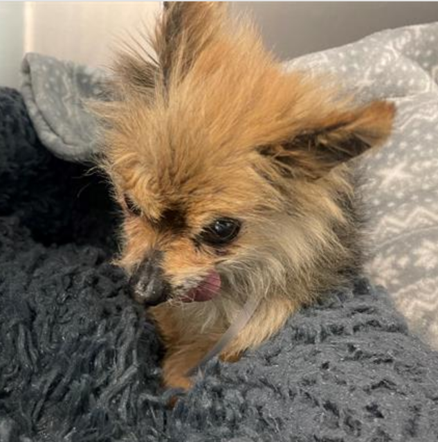 💔🆘💔MUFASA just arrived at Lancaster #California ACC yesterday, 3-12, and he's already up for adoption. He's a 13 yo Yorkshire Terrier and so far no weight given for this wee old man. Please give him a look. The crowded shelter is no place for a tiny senior
info⬇️ #5685155