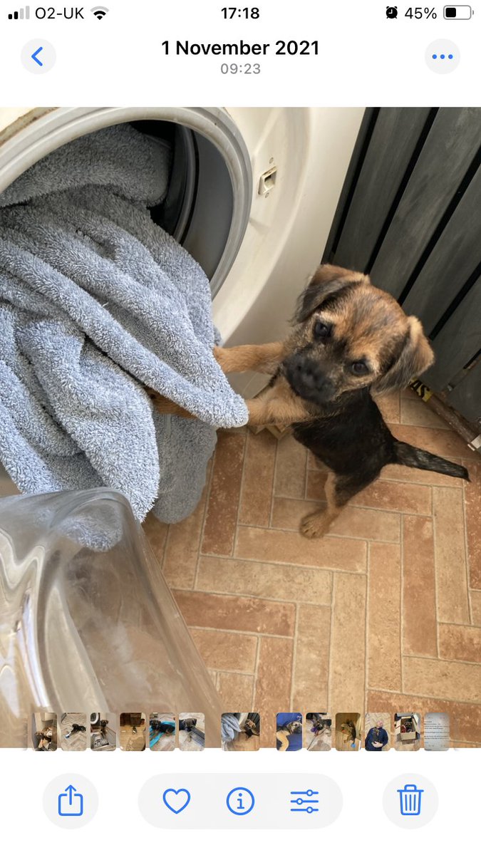 pcamps1's tweet photo. #THROWBACKTHURSAY when Pastry was a puppy and ‘helping’ with the washing 😉 https://t.co/ip0g8Bk3D0