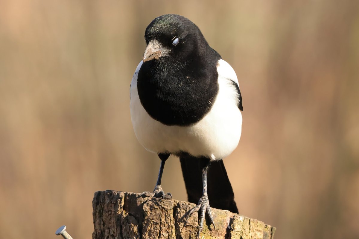 The Possessed Magpie 😈 💀 
#llynllechowain