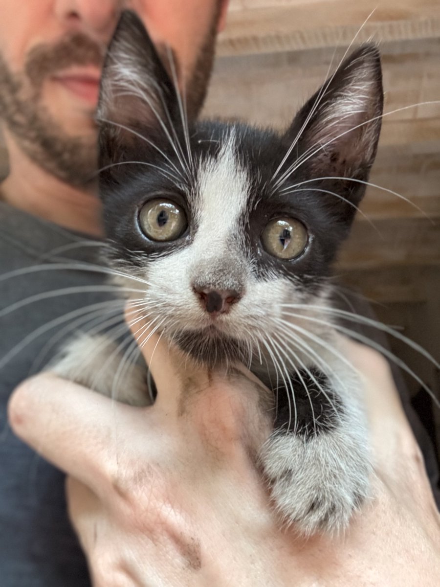 Encontré esto en el motor del auto.

Está sucio, asustado y temblando. Pero tiene potencial.

Se va llamar “Juan Mecánico”.