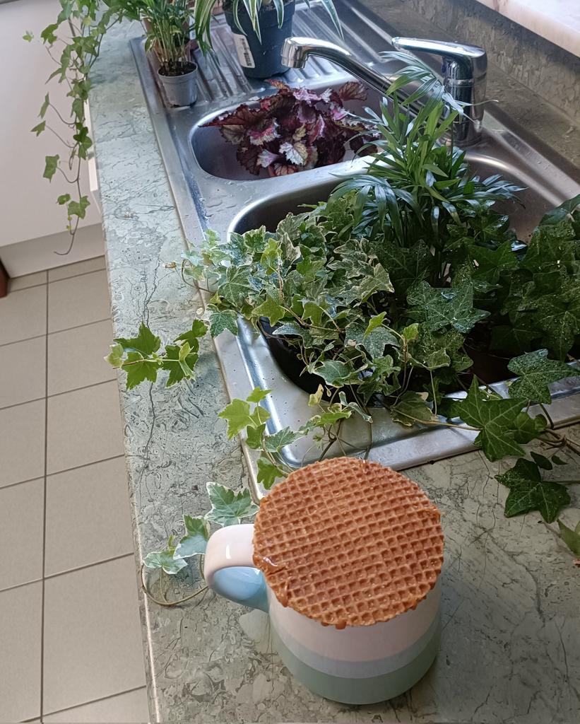 Things that make me happy .... 
1. Watering my plants
2. A stroopwafel on my cup of tea

I did both of these things this morning ... Happy Thursday 😊