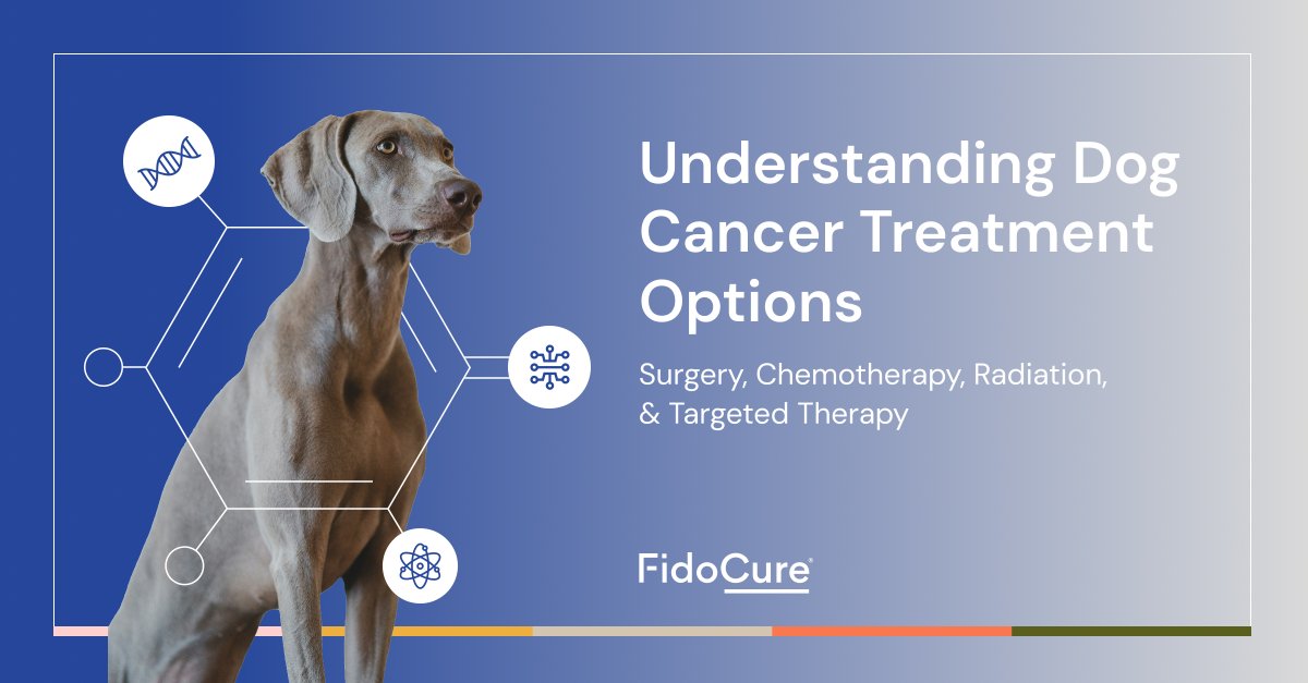 Facing a cancer diagnosis for your dog can feel overwhelming. Our veterinary oncology experts break down treatment options to help you navigate this challenging time. Read our latest blog to understand cancer treatment options for dogs: blog.fidocure.com/fidocure-blog/…