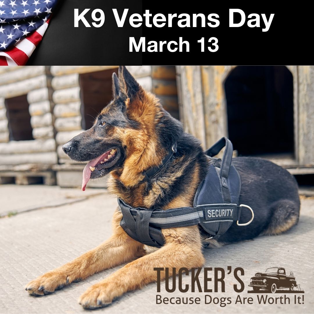 MyTuckersRaw's tweet photo. Let’s take a moment to appreciate the unwavering dedication of these four-legged heroes who risk their health and lives to accomplish their missions.

#k9veteransday #ThankYouForYourService #workingdog #HeroDogs #dogfood #rawfeddog #rawfeeding #rawdogfood #rawpetfood #worthit https://t.co/xnrLfuF7U0
