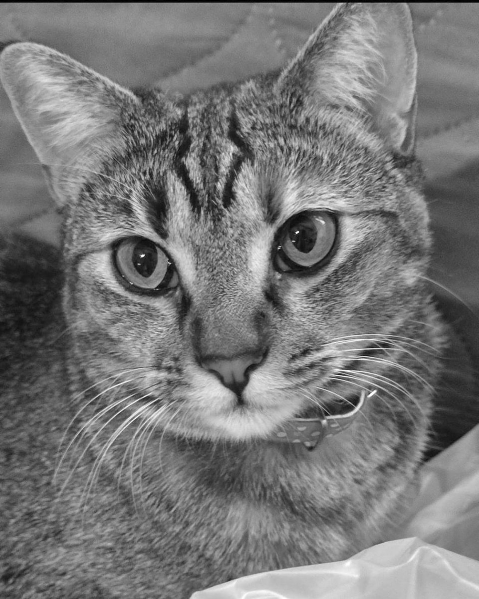 cats with powerful impression 🐾 tweet media