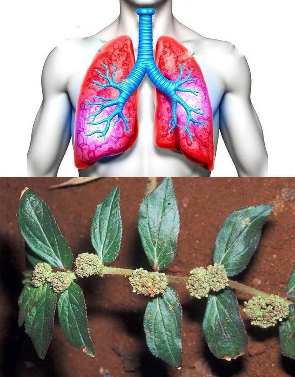 Sibobugingo JoëL🇷🇼 on X: "Most people have no idea about the incredible healing power of the Euphorbia Hirta (Asthma Plant). https://t.co/BUp55JZM4r" / X
