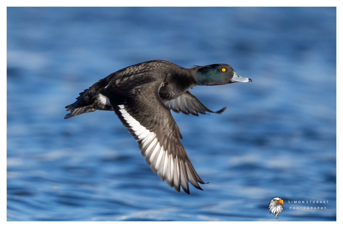 πππ’π€π£ ππ©π€πππ§π© π¦π¦π¦ (@sherburnsi) on Twitter photo Tufted Duck in Northumberland the other day.
<a href="/teesbirds1/">teesbirds</a>
<a href="/teeswildlife/">Tees Wildlife</a>
<a href="/DurhamBirdClub/">Durham Bird Club</a>
<a href="/Natures_Voice/">RSPB</a>
<a href="/NatureUK/">NatureUK</a>
<a href="/WildlifeMag/">BBC Wildlife</a>
<a href="/BBCSpringwatch/">BBC Springwatch</a>
<a href="/NTBirdClub/">Northumberland & Tyneside Bird Club</a>
<a href="/CanonUKandIE/">Canon UK and Ireland</a>
#naturephotographyday #birds #wildlifephotography Tufted Duck in Northumberland the other day.
<a href="/teesbirds1/">teesbirds</a>
<a href="/teeswildlife/">Tees Wildlife</a>
<a href="/DurhamBirdClub/">Durham Bird Club</a>
<a href="/Natures_Voice/">RSPB</a>
<a href="/NatureUK/">NatureUK</a>
<a href="/WildlifeMag/">BBC Wildlife</a>
<a href="/BBCSpringwatch/">BBC Springwatch</a>
<a href="/NTBirdClub/">Northumberland & Tyneside Bird Club</a>
<a href="/CanonUKandIE/">Canon UK and Ireland</a>
#naturephotographyday #birds #wildlifephotography