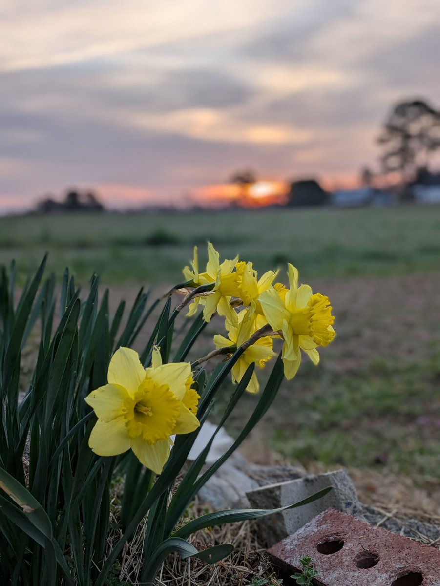 Natdavewilliams's tweet image. Spring mornings make the cold, dark days of winter worth it.
