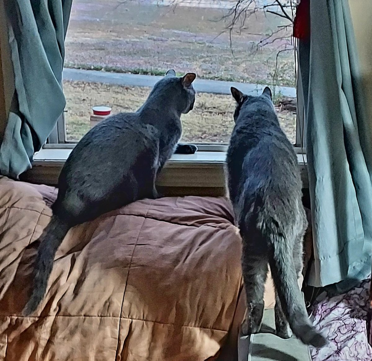 Da Bruizzerz (@blutospin) on Twitter photo we likez to watzh the birdiez ! #cats #CatsofTwittter #birds <a href="/irisesther54/">Iris Esther Lรณpez RIP Pixie ๐</a> <a href="/TeddyTedaloo/">Teddy Tedaloo</a> <a href="/TeddysFamiwy/">The Teddy #BeMoreToddy</a> <a href="/3coolkatz/">KAL #RIP Pixie ๐</a> <a href="/badpiratemonkey/">(((kid yid & her jew dog)))</a> <a href="/belbaer/">Gregory Thetmeyer</a> <a href="/BengalPandora/">Pandora the Warrior #ZSHQ</a> <a href="/BraveWinston/">Lord Billy, nephew of FF Winston ๐ son of Bruv ๐</a> <a href="/fluffybasil/">Teddy, Pumpkin Pie & Magic</a> <a href="/MoetBlindCat/">Moet the Blind Cat</a> <a href="/Free2BeeMee/">๐Penny & Brigadier Gingie</a> <a href="/Pixie_Tooth/">Pixie Tooth ๐๐</a> <a href="/Roxy52fun/">Angel Whisky- RIP Jesse pug sausage RIP Millie</a> <a href="/MillieOTLFP/">Millie๐พ๐D๐#oneforallandallformillie ๐พ๐</a> <a href="/mhmelbourne/">Penny, Sam #RIPMrTibbs/Minnie๐ ๐ฟ๐๐ฏ๏ธ</a> <a href="/LuckyDaPuppyCat/">Dobby #RIPLucky ๐ ๐</a> we likez to watzh the birdiez ! #cats #CatsofTwittter #birds <a href="/irisesther54/">Iris Esther Lรณpez RIP Pixie ๐</a> <a href="/TeddyTedaloo/">Teddy Tedaloo</a> <a href="/TeddysFamiwy/">The Teddy #BeMoreToddy</a> <a href="/3coolkatz/">KAL #RIP Pixie ๐</a> <a href="/badpiratemonkey/">(((kid yid & her jew dog)))</a> <a href="/belbaer/">Gregory Thetmeyer</a> <a href="/BengalPandora/">Pandora the Warrior #ZSHQ</a> <a href="/BraveWinston/">Lord Billy, nephew of FF Winston ๐ son of Bruv ๐</a> <a href="/fluffybasil/">Teddy, Pumpkin Pie & Magic</a> <a href="/MoetBlindCat/">Moet the Blind Cat</a> <a href="/Free2BeeMee/">๐Penny & Brigadier Gingie</a> <a href="/Pixie_Tooth/">Pixie Tooth ๐๐</a> <a href="/Roxy52fun/">Angel Whisky- RIP Jesse pug sausage RIP Millie</a> <a href="/MillieOTLFP/">Millie๐พ๐D๐#oneforallandallformillie ๐พ๐</a> <a href="/mhmelbourne/">Penny, Sam #RIPMrTibbs/Minnie๐ ๐ฟ๐๐ฏ๏ธ</a> <a href="/LuckyDaPuppyCat/">Dobby #RIPLucky ๐ ๐</a>