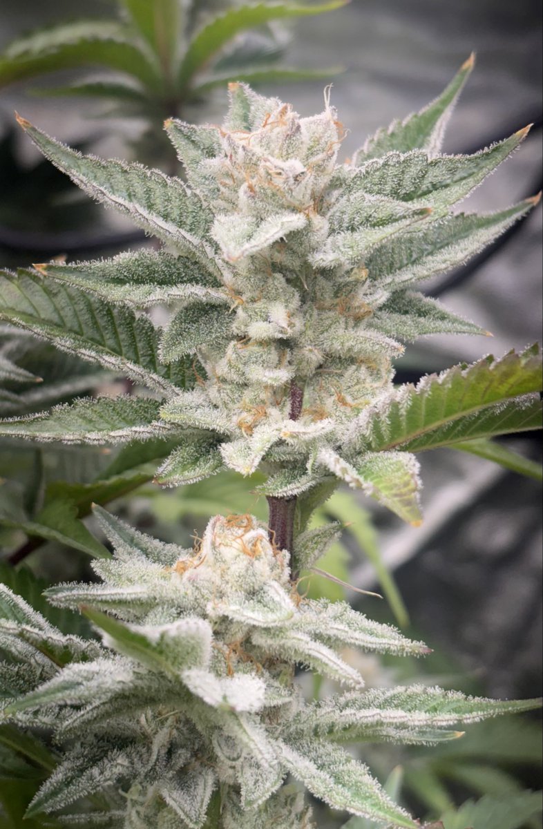 🍏 Appleade 🍎  (@ 6wks flower)