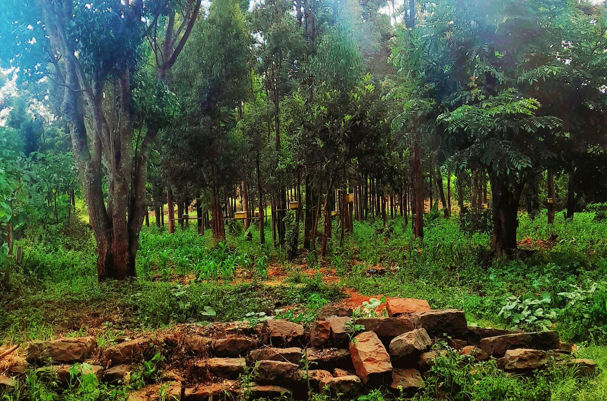 ... 𝐎𝐍 𝐒𝐀𝐋𝐄 ❗️....

🐝 10 Colonised Hives!!
🐝  Make;- Deep Super Langstroth, 
                - Self Spacing frames
                - Plastic Queen Excluder 
🐝 Price ; @ 6,000/-
🐝 Location;- Nyeri  (2km From Nyeri Town)

Serious Buyers Kindly Contact;-  0703433155