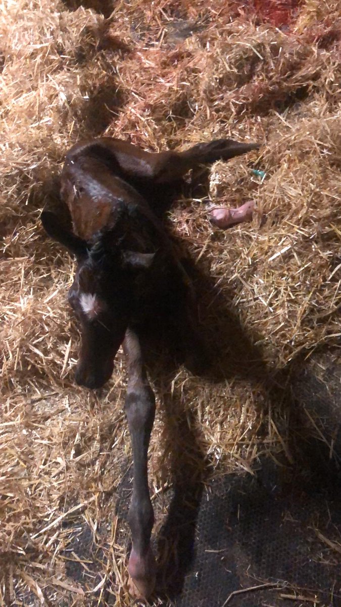 A young man who learned to ride with is now working at a stud. He helped a mare foal last night. He’s so proud, and so are we 😊 #career