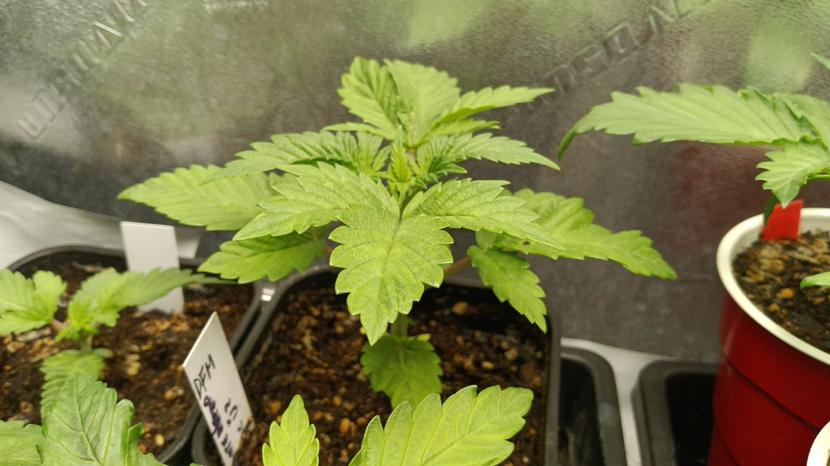 OGxPhatty's tweet photo. Update: White widow, and Deep Fried fried Mac from seed in propagation. Two 4-way Mom's @Genetics101va and a mix in flower. Gonna do a big run of 4-way next. https://t.co/hvRI6ZD2zx